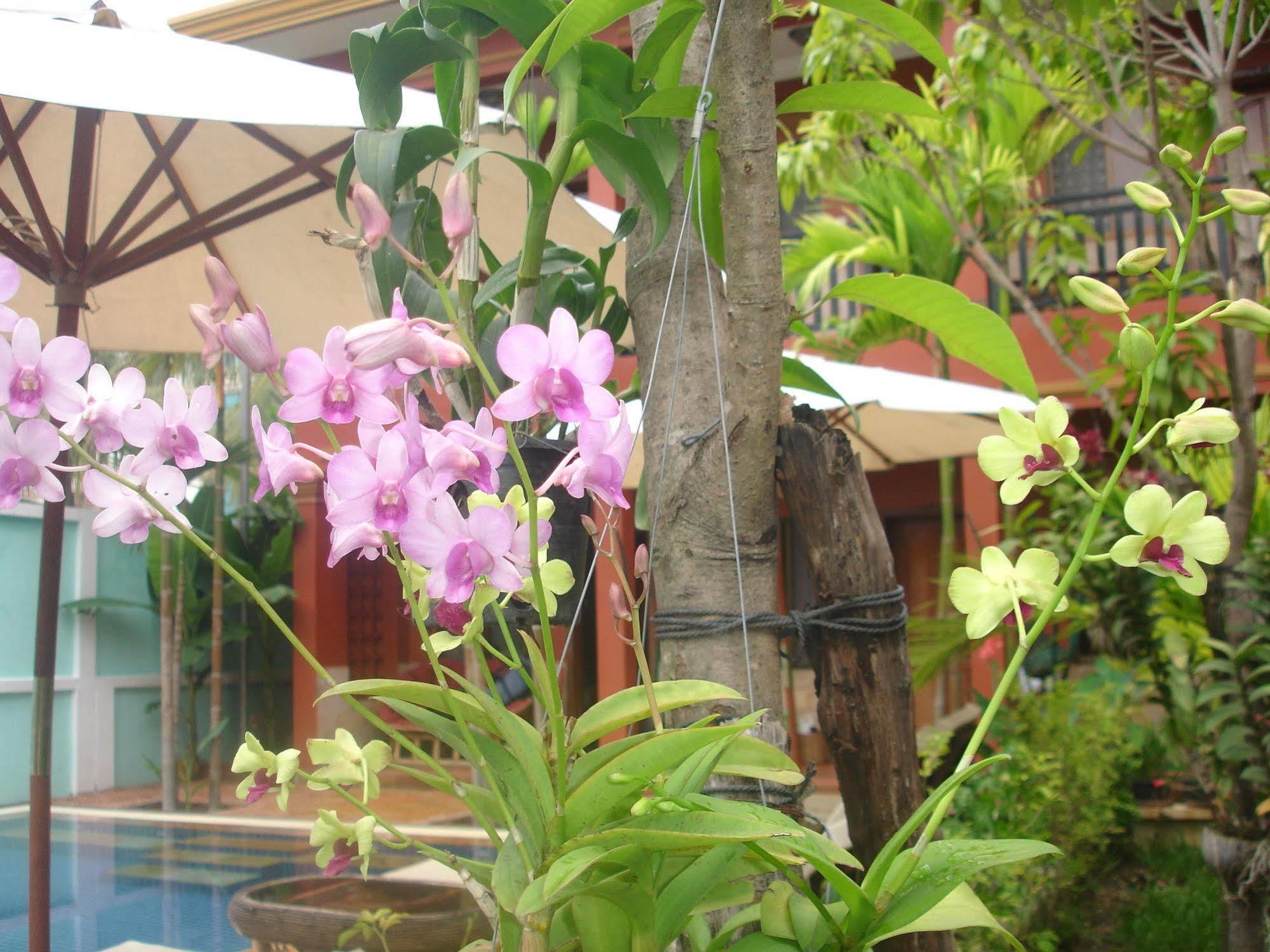 Jasmine Lodge Siem Reap Esterno foto